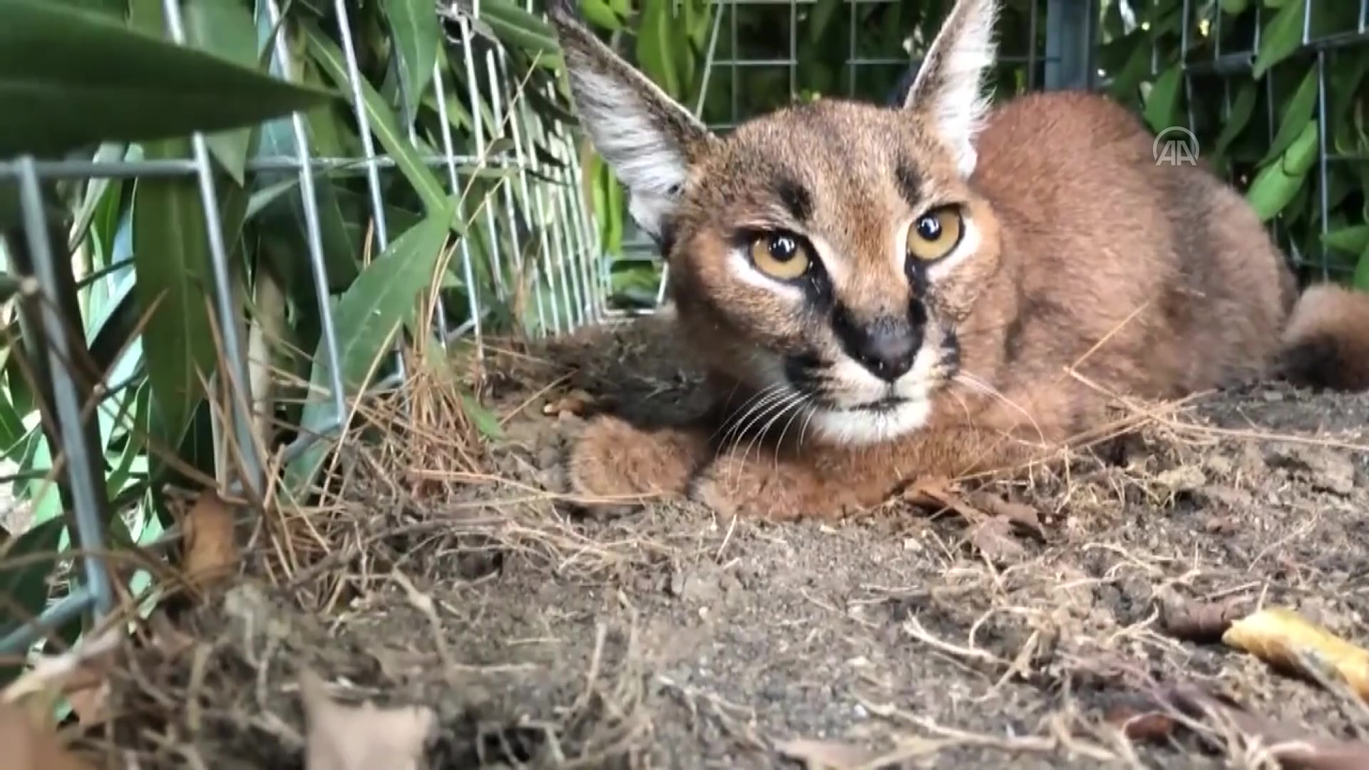 karakulak, karakulak avı, karakulak av ceza, caracal, burdur karakulak