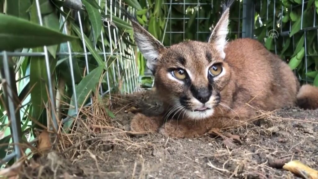 karakulak, karakulak avı, karakulak av ceza, caracal, burdur karakulak