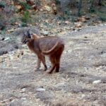karakulak, karakulak avı, karakulak av ceza, caracal, burdur karakulak
