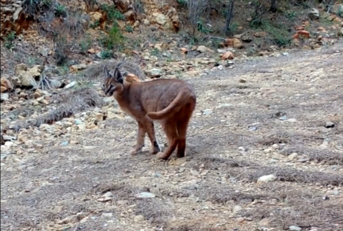 karakulak, karakulak avı, karakulak av ceza, caracal, burdur karakulak