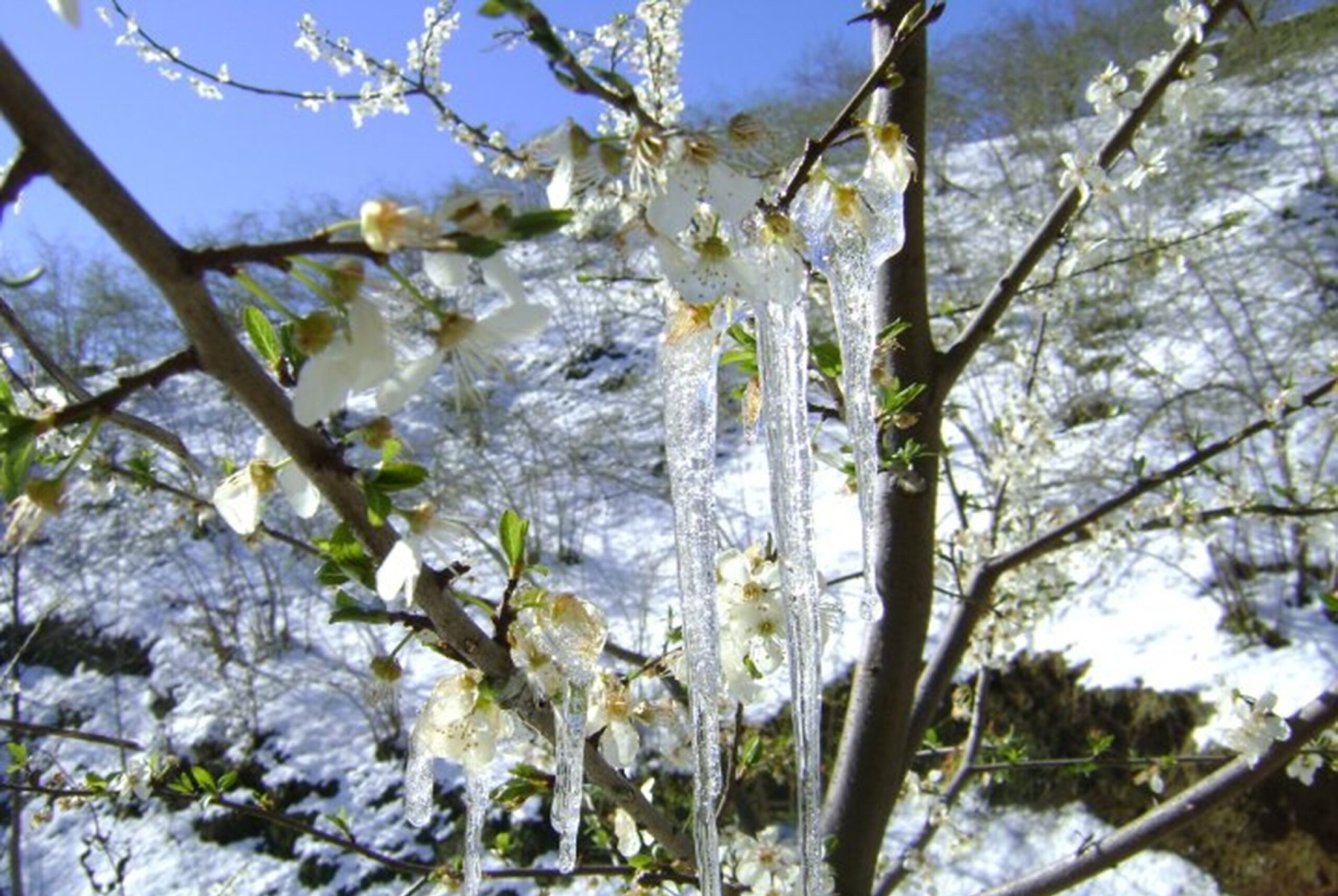 meteoroloji muğla, muğla kar yağışı, muğla meteoroloji kar, muğla kar uyarısı, muğla hava durumu