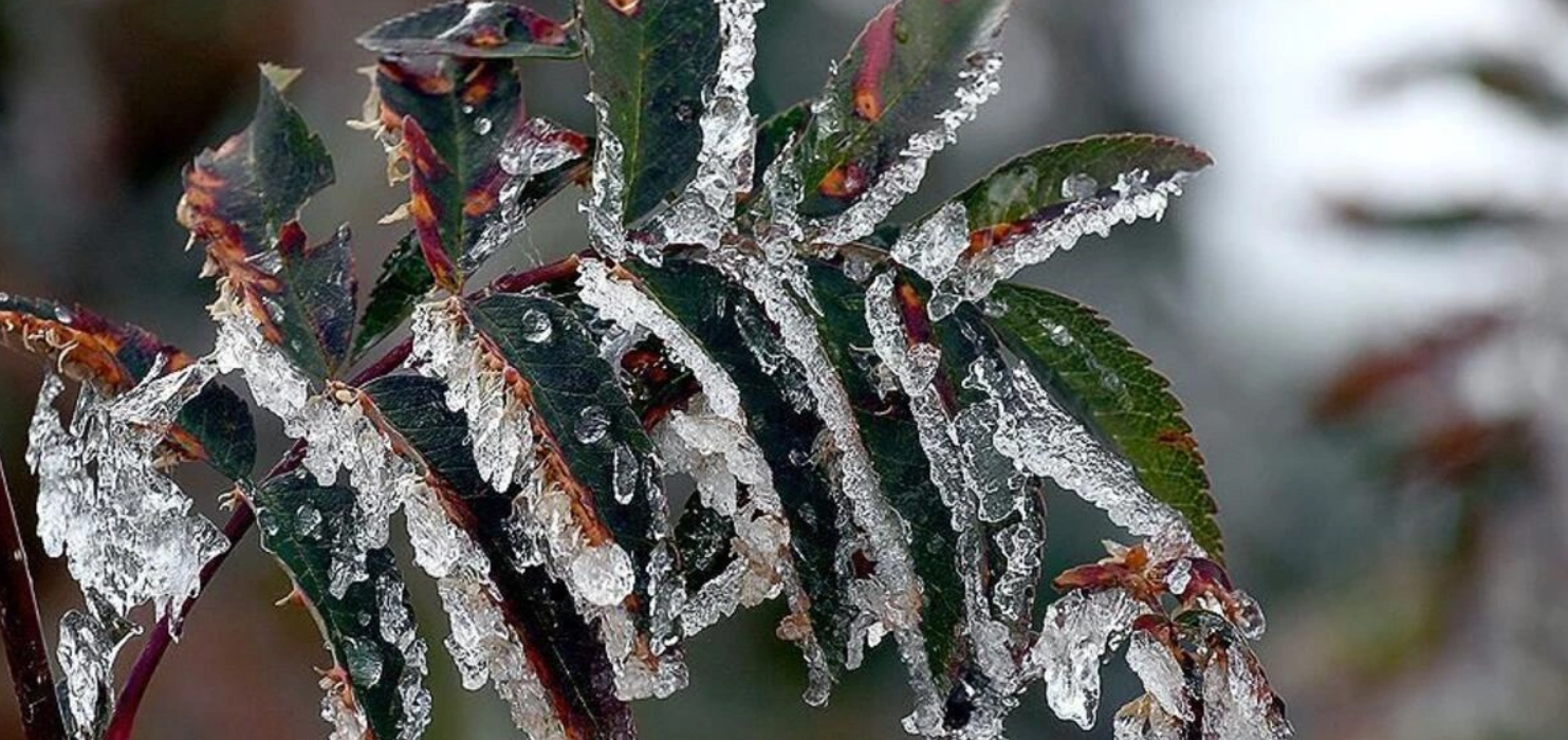 muğla hava durumu, meteoroloji muğla, muğla don tehlikesi, muğlada hava sıcaklığı, muğla hava