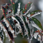 muğla hava durumu, meteoroloji muğla, muğla don tehlikesi, muğlada hava sıcaklığı, muğla hava