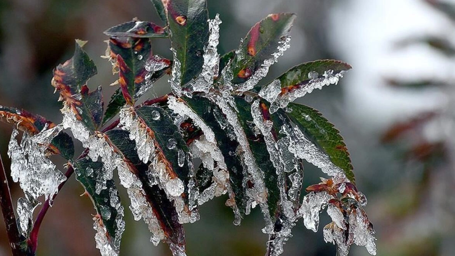 muğla hava durumu, meteoroloji muğla, muğla don tehlikesi, muğlada hava sıcaklığı, muğla hava