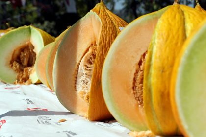 Yayla Kavunu Yarışması