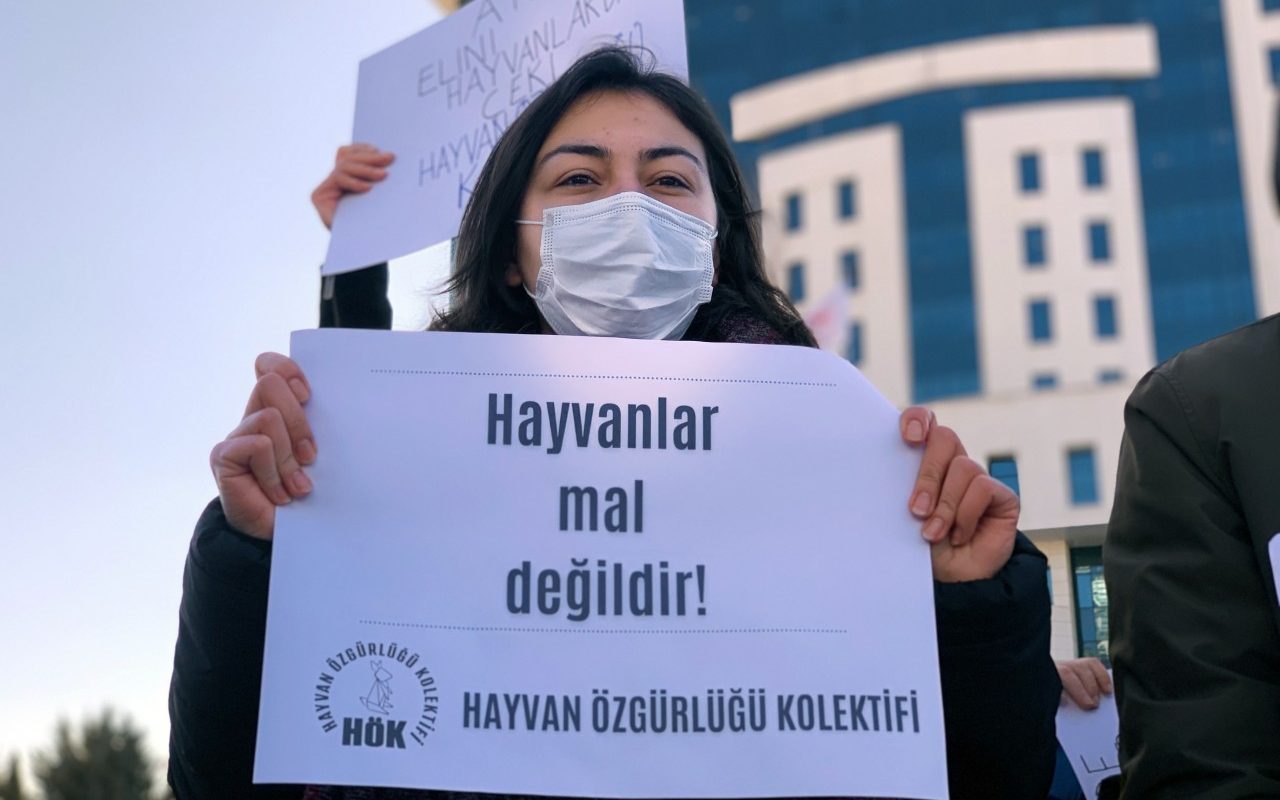 Menteşe’de otomobil keçi sürüsüne çarptı