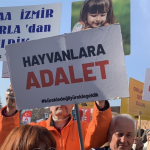 Menteşe’de otomobil keçi sürüsüne çarptı