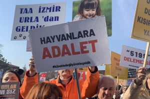 Menteşe’de otomobil keçi sürüsüne çarptı