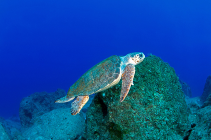 Datça deniz kaplumbağası