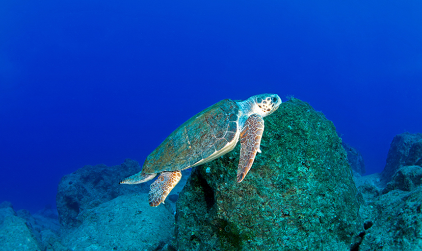 Datça deniz kaplumbağası