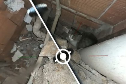 apartman boşluğuna düşen kedi