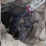 Datça’da kuyuya düşen köpek kurtarıldı