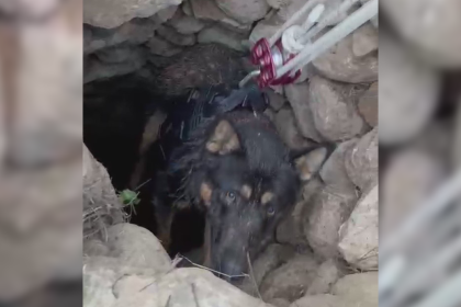 Datça’da kuyuya düşen köpek kurtarıldı