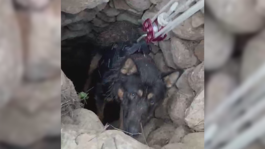 Datça’da kuyuya düşen köpek kurtarıldı