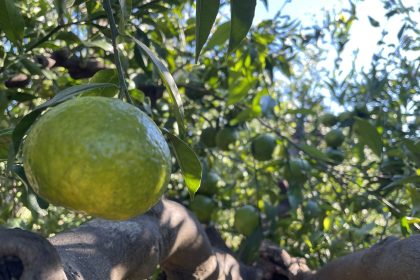 Bodrum mandalinası rekolte düşüşü