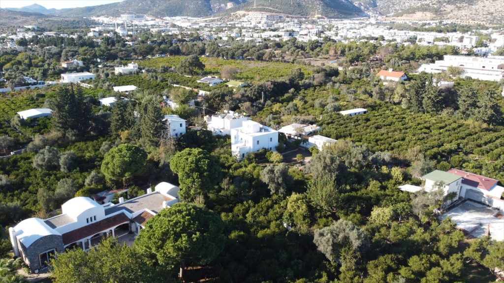 Bodrum mandalinası rekolte düşüşü