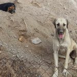 üç köpek kamyonetle götürüldü