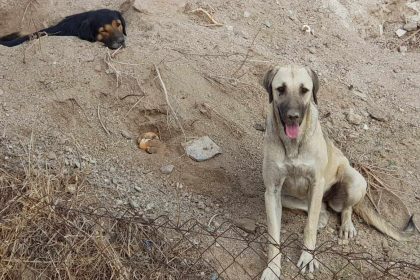 üç köpek kamyonetle götürüldü