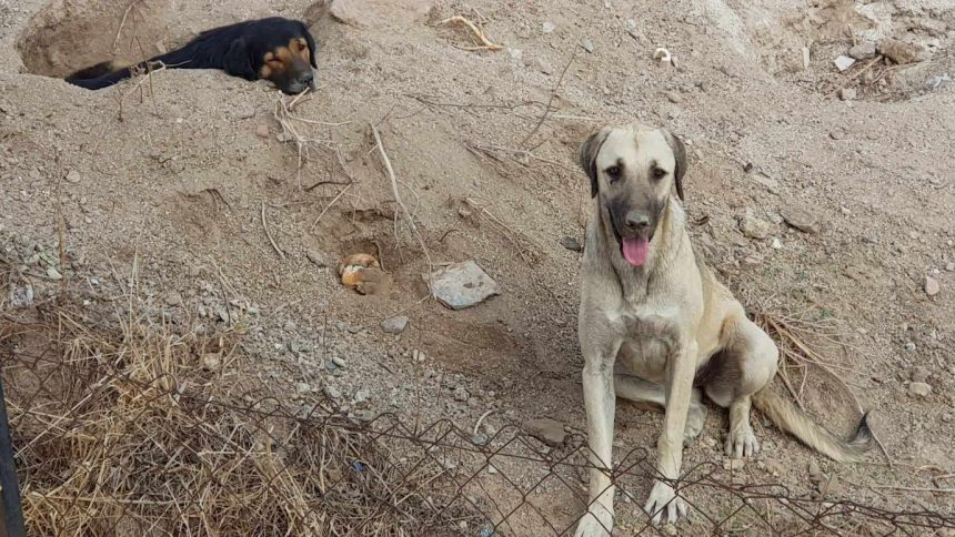 üç köpek kamyonetle götürüldü