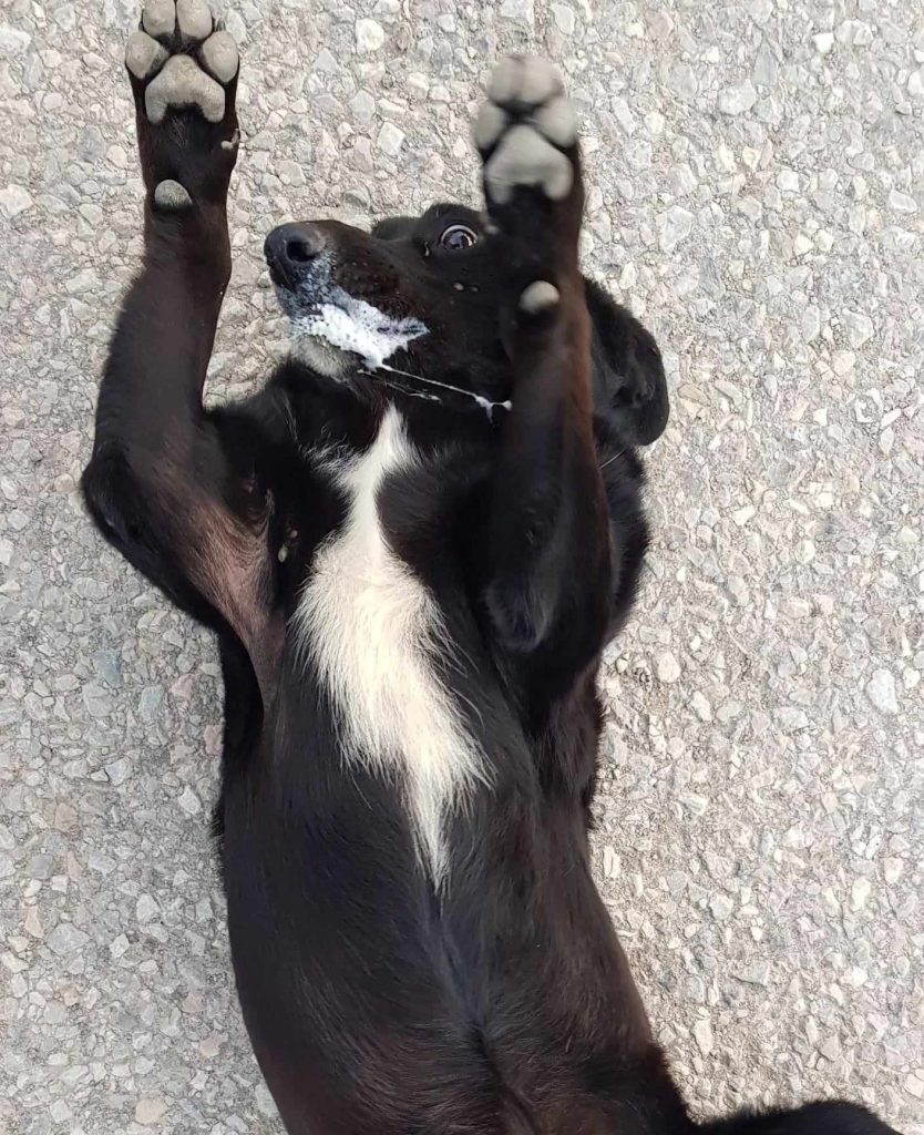 üç köpek kamyonetle götürüldü