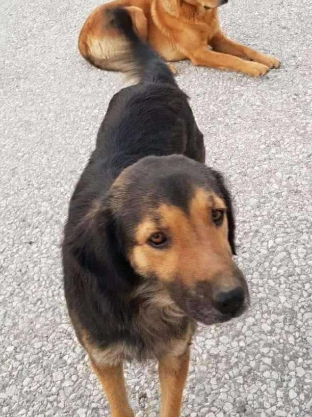üç köpek kamyonetle götürüldü