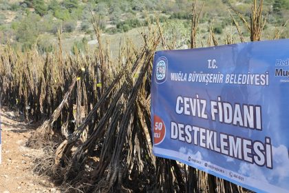 Muğla Büyükşehir Belediyesi fidan dağıtımı