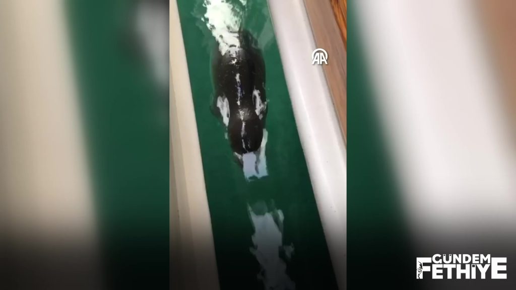 datça fok datça akdeniz foku