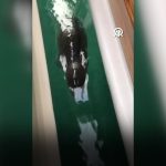 datça fok datça akdeniz foku