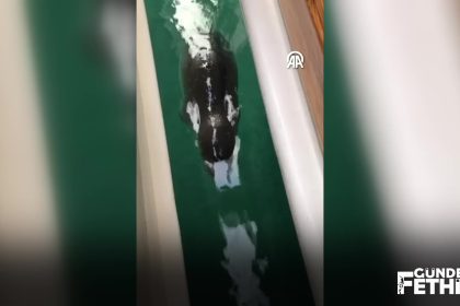 datça fok datça akdeniz foku