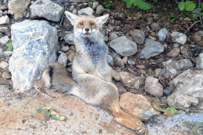 Datça'da yaralı tilki