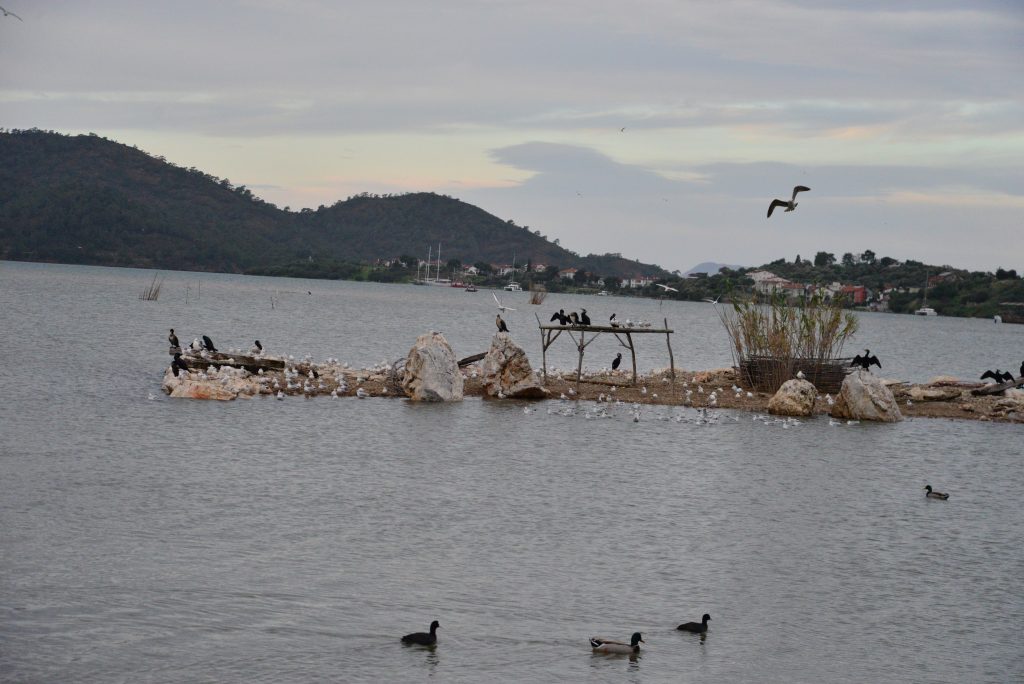 fethiye su kuşu fethiye kuş sayımı Kış Ortası Su Kuşu Sayımları fethiye kent konseyi
