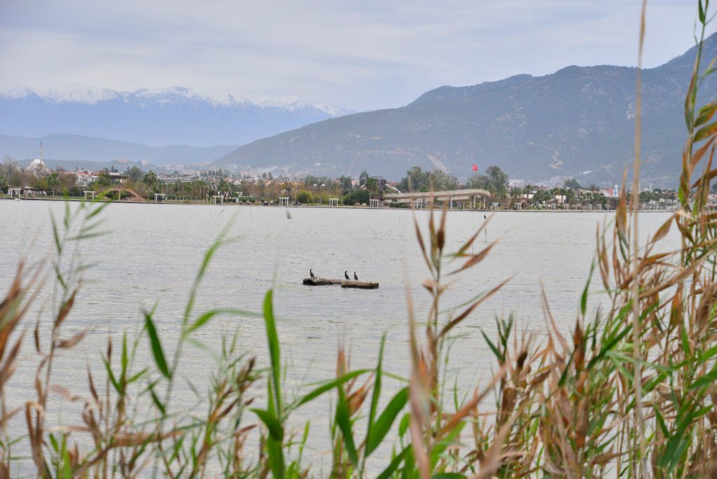 fethiye su kuşu fethiye kuş sayımı Kış Ortası Su Kuşu Sayımları fethiye kent konseyi