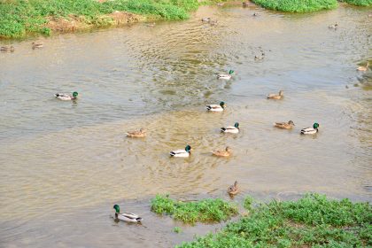 fethiye su kuşu fethiye kuş sayımı Kış Ortası Su Kuşu Sayımları fethiye kent konseyi