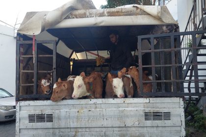 bodrum'da buzağı satıcılarına saldırı, bodrum buzağı hırsızları, Bodrum’da buzağı satıcılarına silahlı, Bodrum'a 16 buzağı satmak, Muğla’nın Bodrum ilçesine,