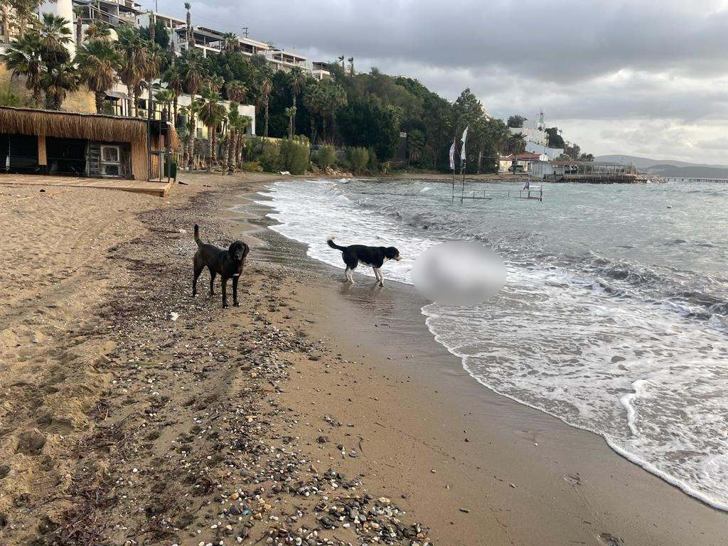 bodrum karaya vuran yunus