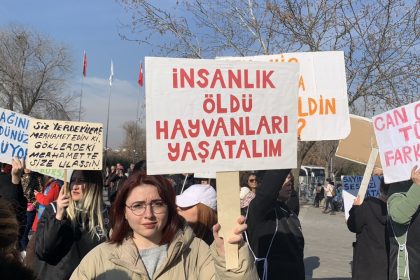 bodrum zehirlendi bodrum kedi köpek öldürüldü