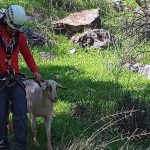 fethiye mahsur kalan keçi ve yavurusu