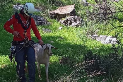 fethiye mahsur kalan keçi ve yavurusu