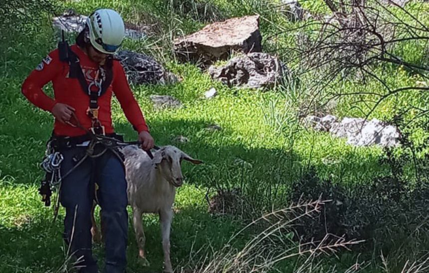 fethiye mahsur kalan keçi ve yavurusu
