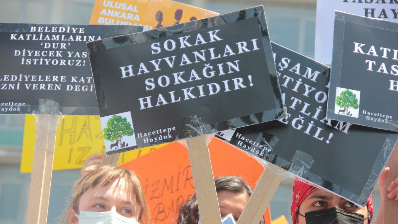 Bodrum’da zehirlenmiş köpek, Bodrum zehirlenen, Bodrum yiyeceklerle zehirlenmişti