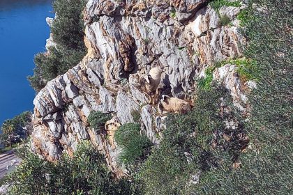 Marmaris'te mahsur kalan koyunlar, mahsur kalan iki koyun,