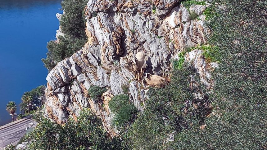 Marmaris'te mahsur kalan koyunlar, mahsur kalan iki koyun,