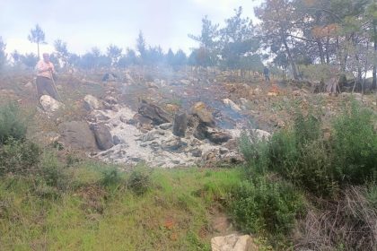 Bodrum'da 20 şüpheli, Bodrum hazine arazisindeki ağaçları