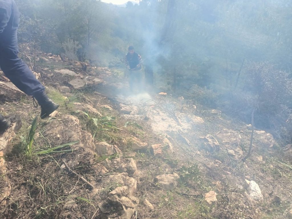 Bodrum'da 20 şüpheli, Bodrum hazine arazisindeki ağaçları