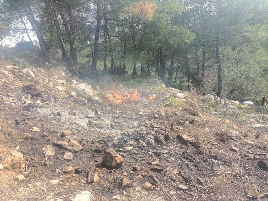 Bodrum'da 20 şüpheli, Bodrum hazine arazisindeki ağaçları