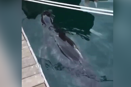 akdeniz foku fethiye fok