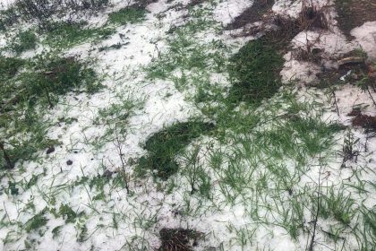 Datça’da dolu yağışı, Datça dolu yağışı