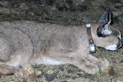 Muğla’da karakulak uydu takip cihazı, karakulağa uydu takip cihazı