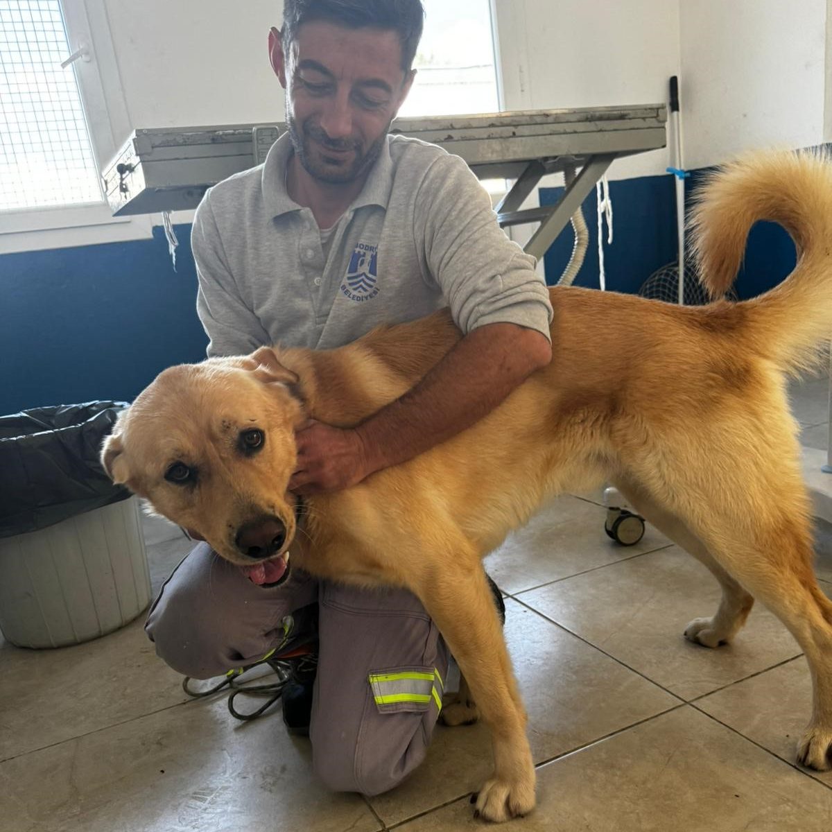 Bodrum’da zehirlenmiş köpek, Bodrum zehirlenen, Bodrum yiyeceklerle zehirlenmişti