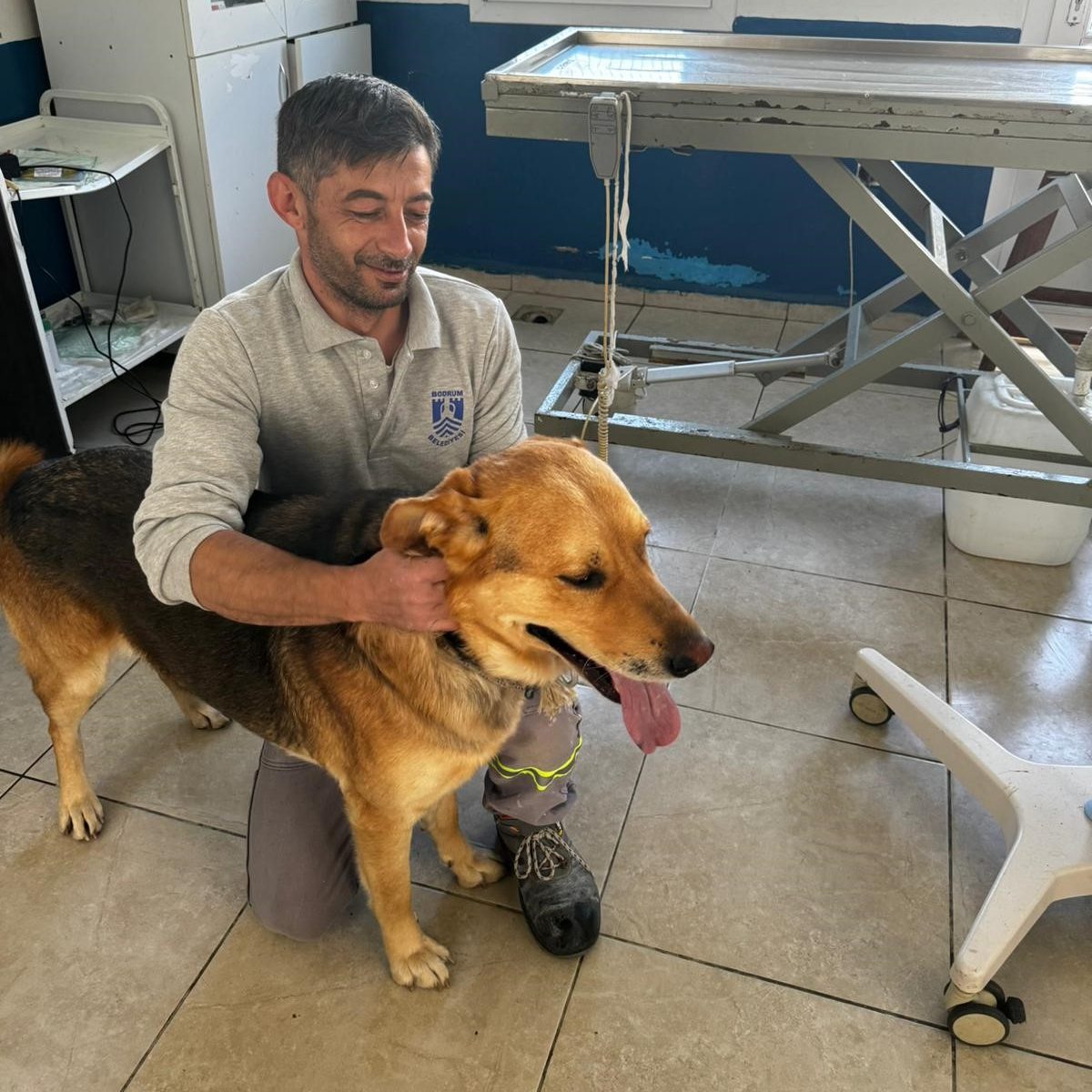 Bodrum’da zehirlenmiş köpek, Bodrum zehirlenen, Bodrum yiyeceklerle zehirlenmişti